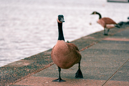 geese (1)