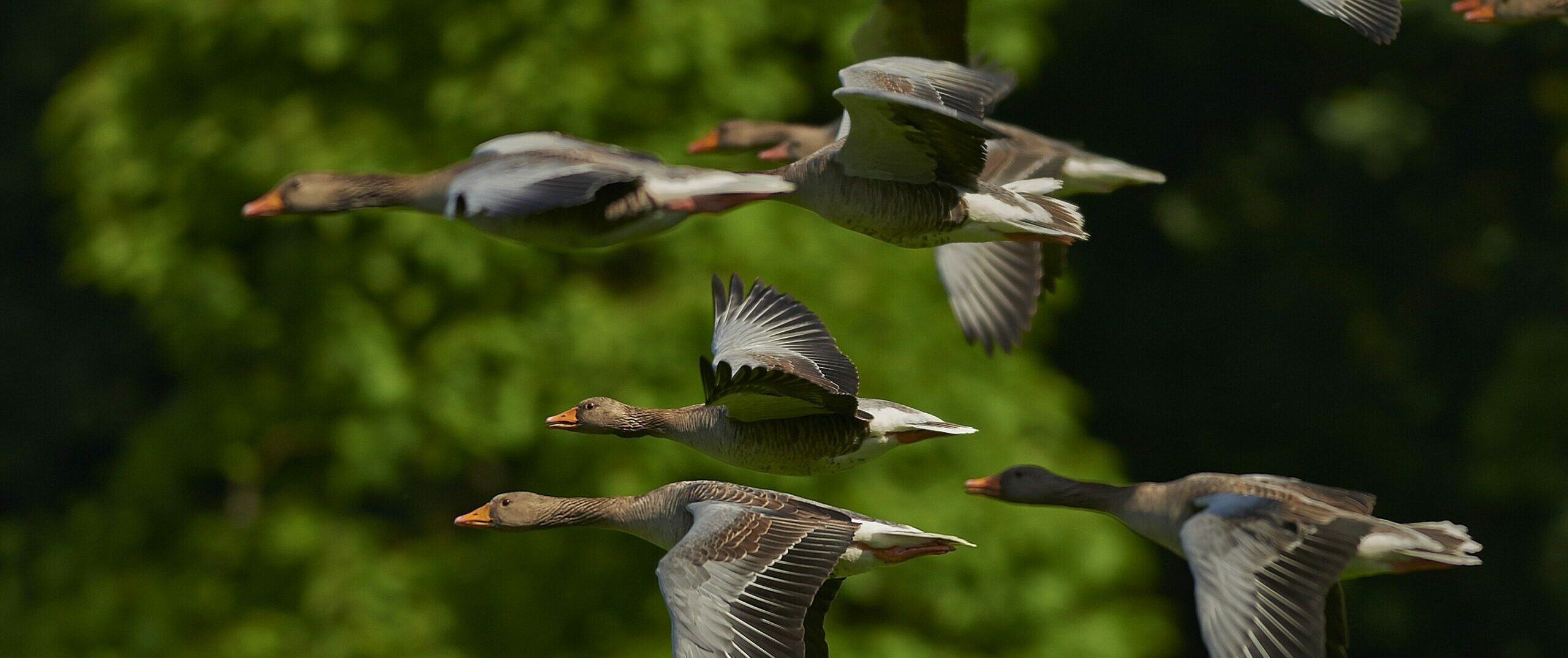 geese flying